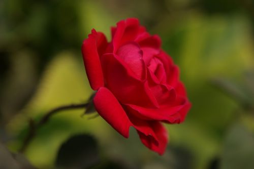 flower macro red