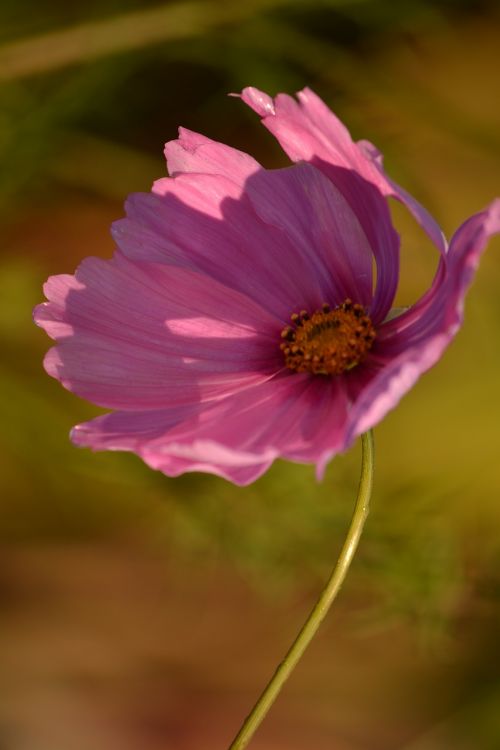 cosmea pink flower