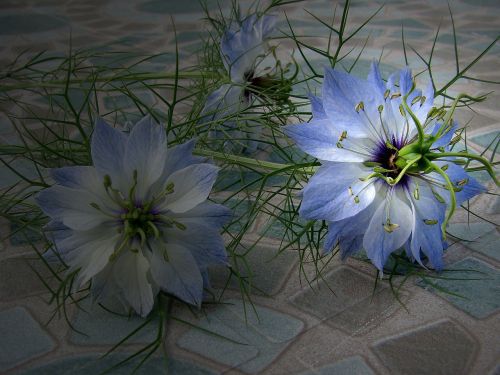 flower blu blossom