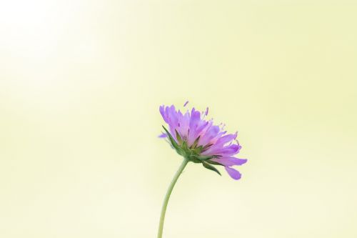 flower purple pointed flower