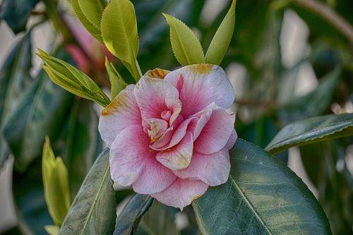 flower japan quince pink flowers