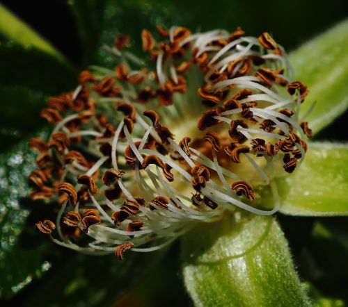 flower stamen after