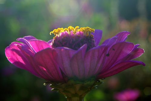 zinnia flower violet