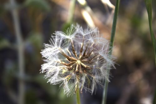 dandelion flower detail