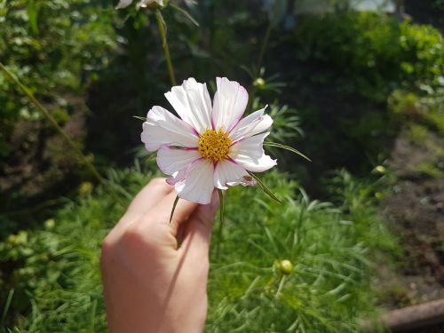 cosmea flower blossom