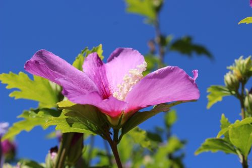 flower pink pink flowers