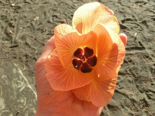 hibiscus flower hand