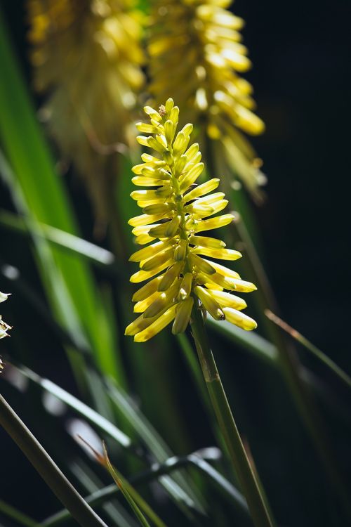 flower yellow yellow flower