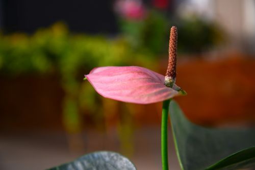 flower volcano nature