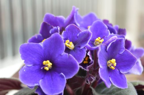 flower purple beauty
