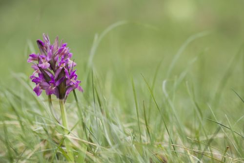 flower violet alps