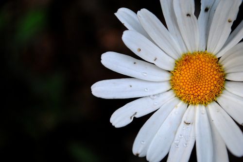 flower marguerite white