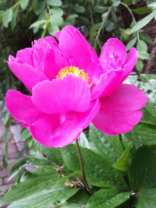 peony plant rose flowers