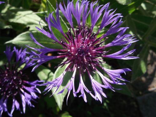 flower cornflower summer