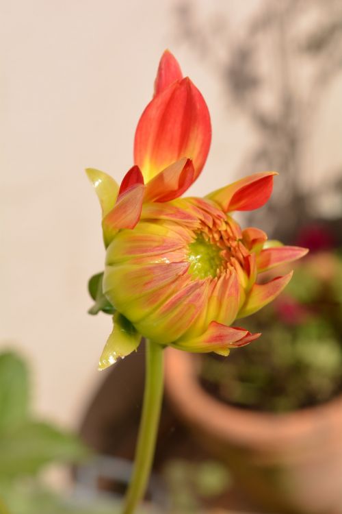 flower dahlia orange