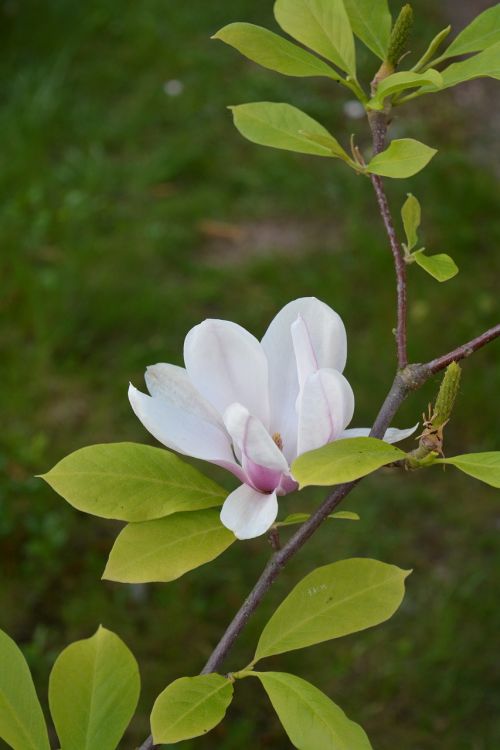 flower magnolia rose