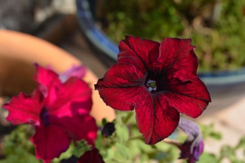 flower petunia red