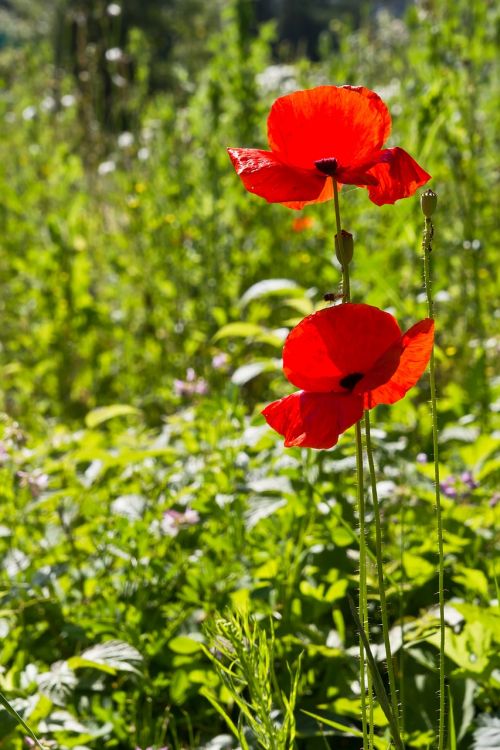 flower poppy