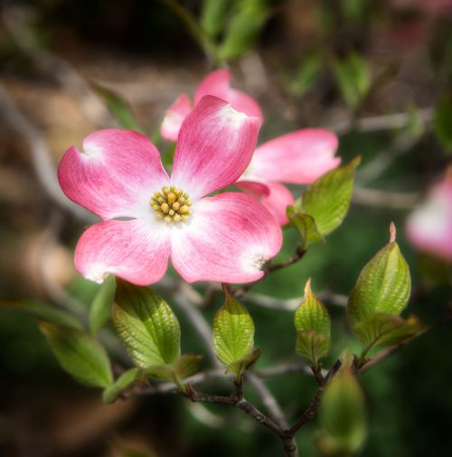 flower dogwood blossom