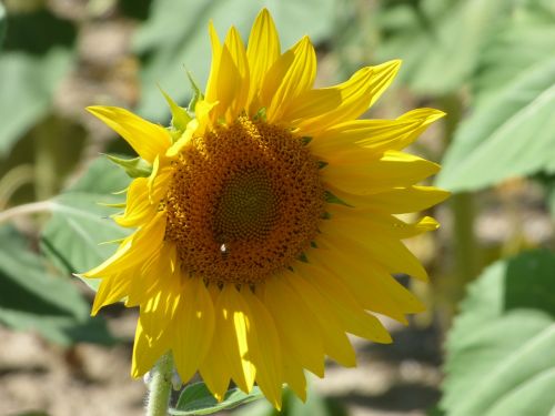 flower sunflower yellow