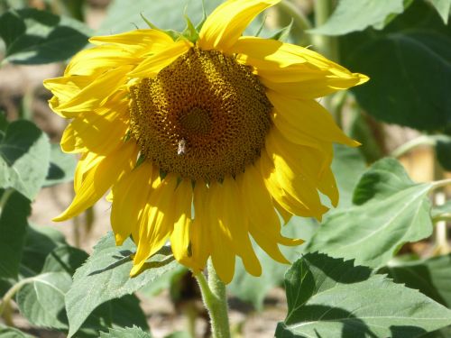 flower sunflower yellow