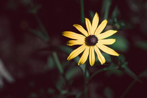 flower sun hat yellow