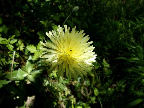 flower urosperme spring
