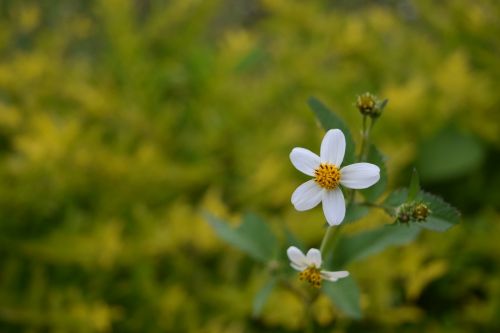 flower nature blur
