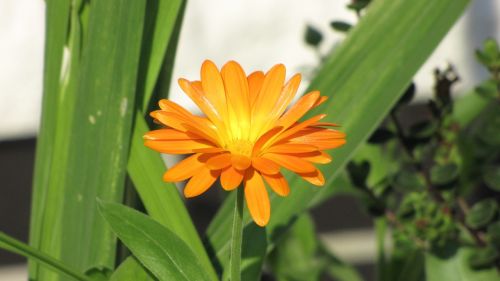 flower orange orange flowers