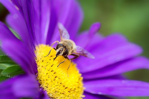 flower marguerite purple