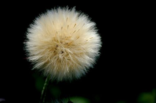 flower black white