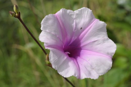 nature exotic plant flowers