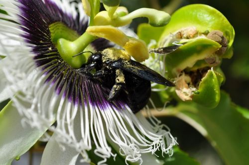 flower beetle yellow