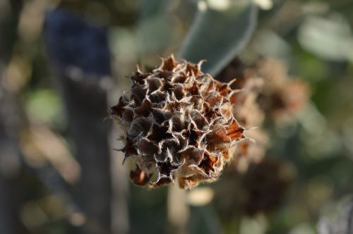 flower nature seed