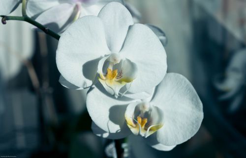 flower orchid macro