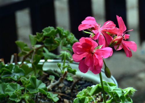 geranium garden plant blooming