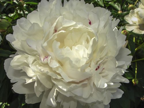 flower peony white