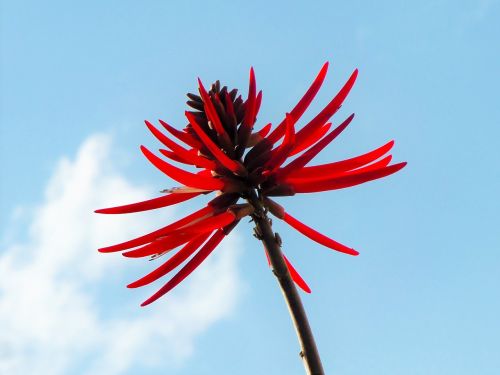 flower red flowers