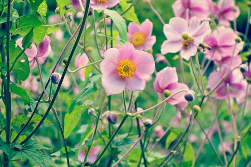 flower plant blossom