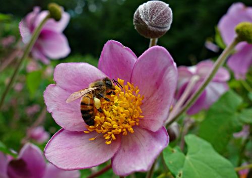flower pink flower bee