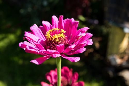 flower plant nature