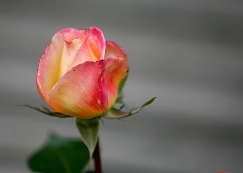 flower rose floral