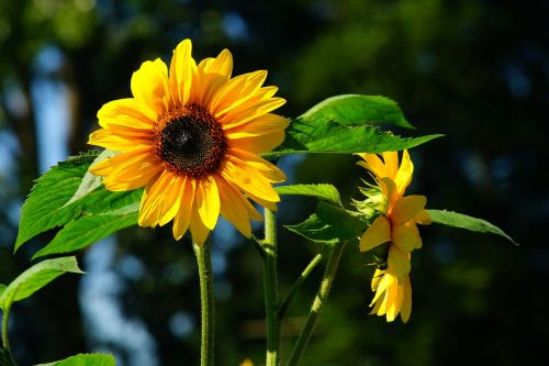 flower sun flower late summer