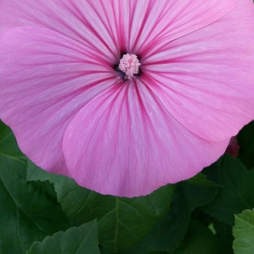 flower pink dacha