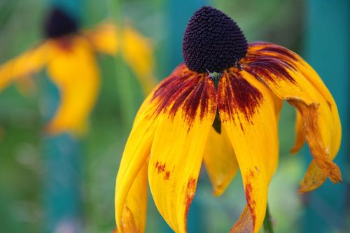 flower yellow nature