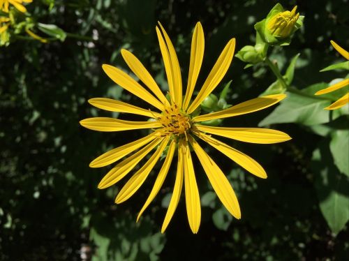 flower bloom yellow