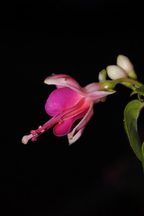 flower bud nature