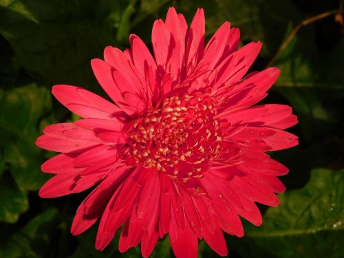 flower red green
