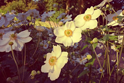 flower white flower pistil
