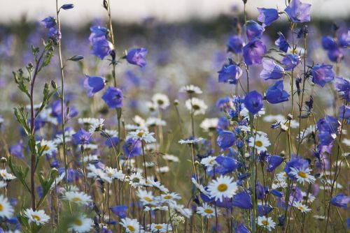 flower summer nature